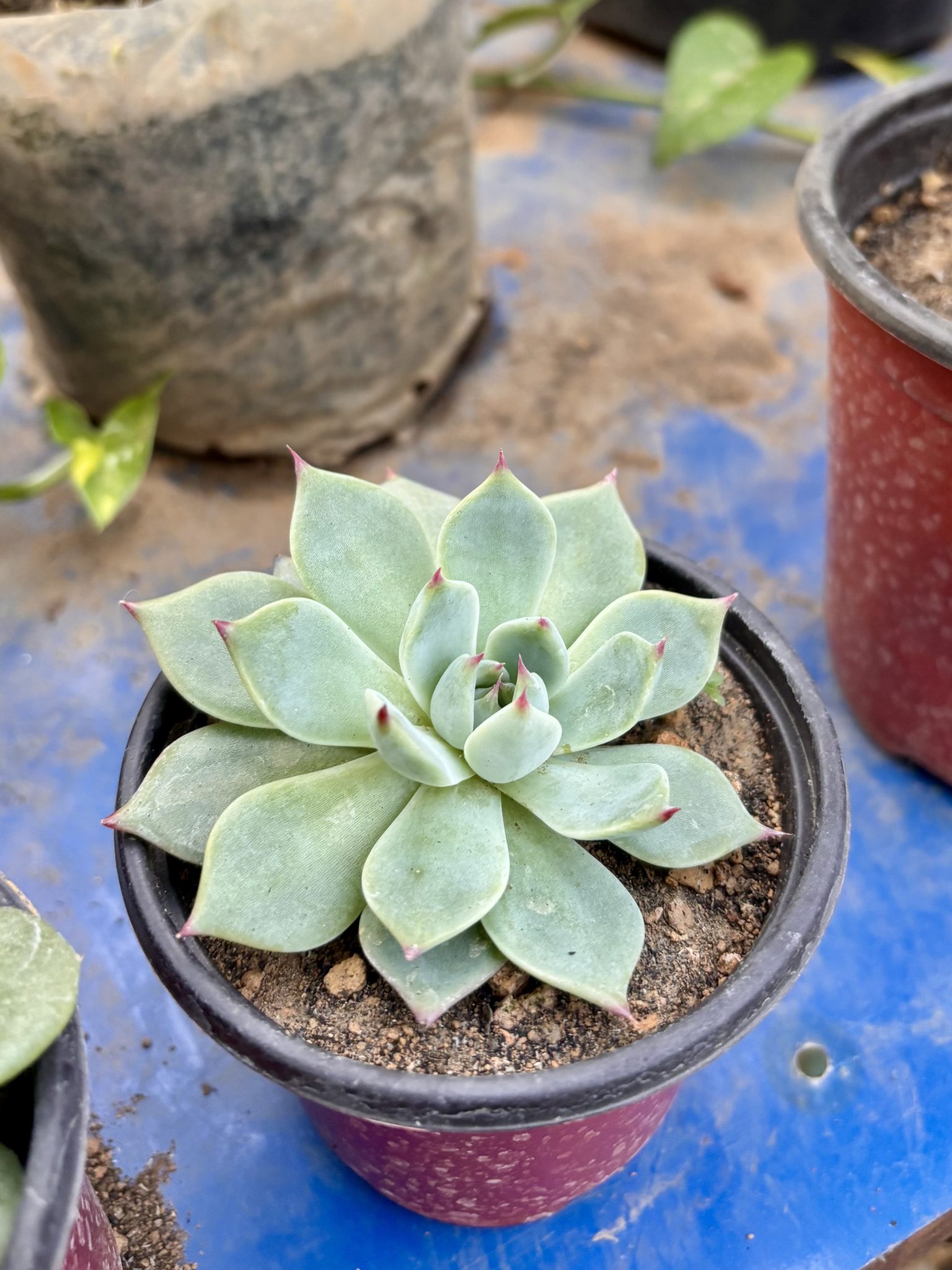Идеальная розетка — в форме Echeveria succulent с бледно-голубым — зелеными мясистыми листьями, наконечниками розового — красного, в небольш
