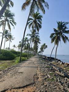 A cracked, narrow path lined with tall palm trees stretches towards the horizon.