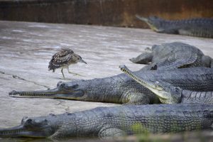 A fearless juvenile heron boldly strutting among a cluster of resting gharials with their distinctive long narrow snouts 
