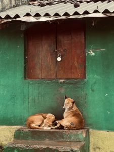 Two brown dogs rest peacefully on a concrete step in front of a weathered green wall with a locked wooden window above