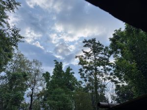 Looking up through a lush forest canopy into a dramatic cloudy sky. 