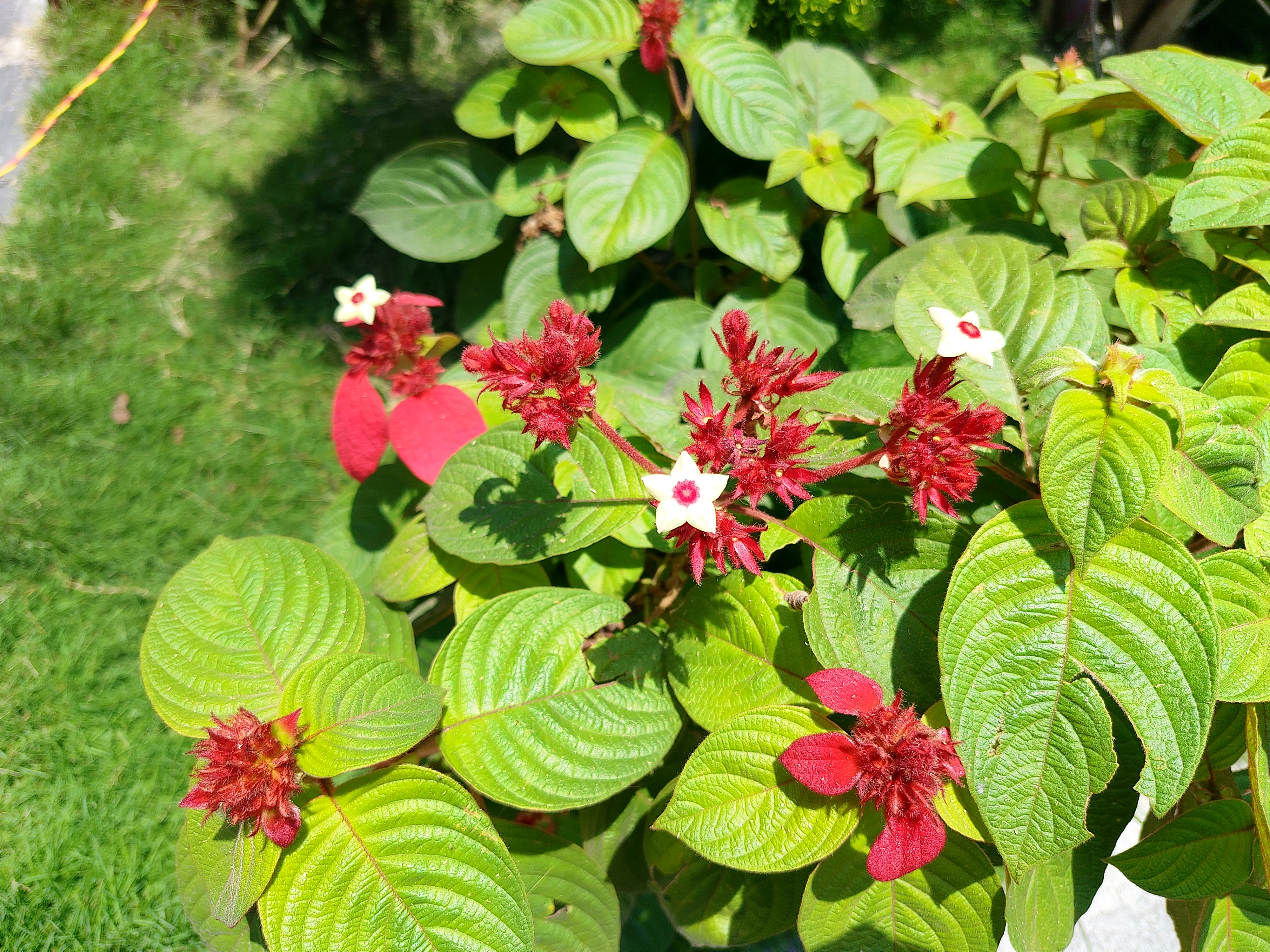 Bright green leaves with clusters of vibrant red buds and small white flowers