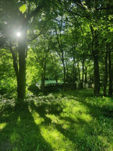 A sunlit green park in Bremen with tall trees, dense foliage and long shadows across the grass. A small bridge is partly visible in the background beneath the leafy canopy.