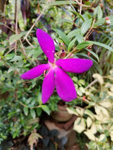 A vibrant purple flower with five distinct petals.
