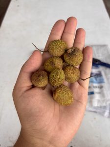 A hand holding eight small, round, rough-textured Lichi fruits with a light brown and greenish hue.