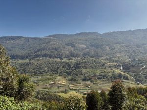 Layered agricultural terraces on a lush hillside landscape 