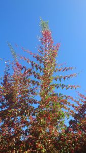 Tall bougainvillea branches with red and green leaves reach upward against a clear blue sky,
