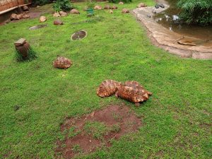 A large group of leopard tortoises with patterned shells resting and moving on a grassy field next to a pond. 