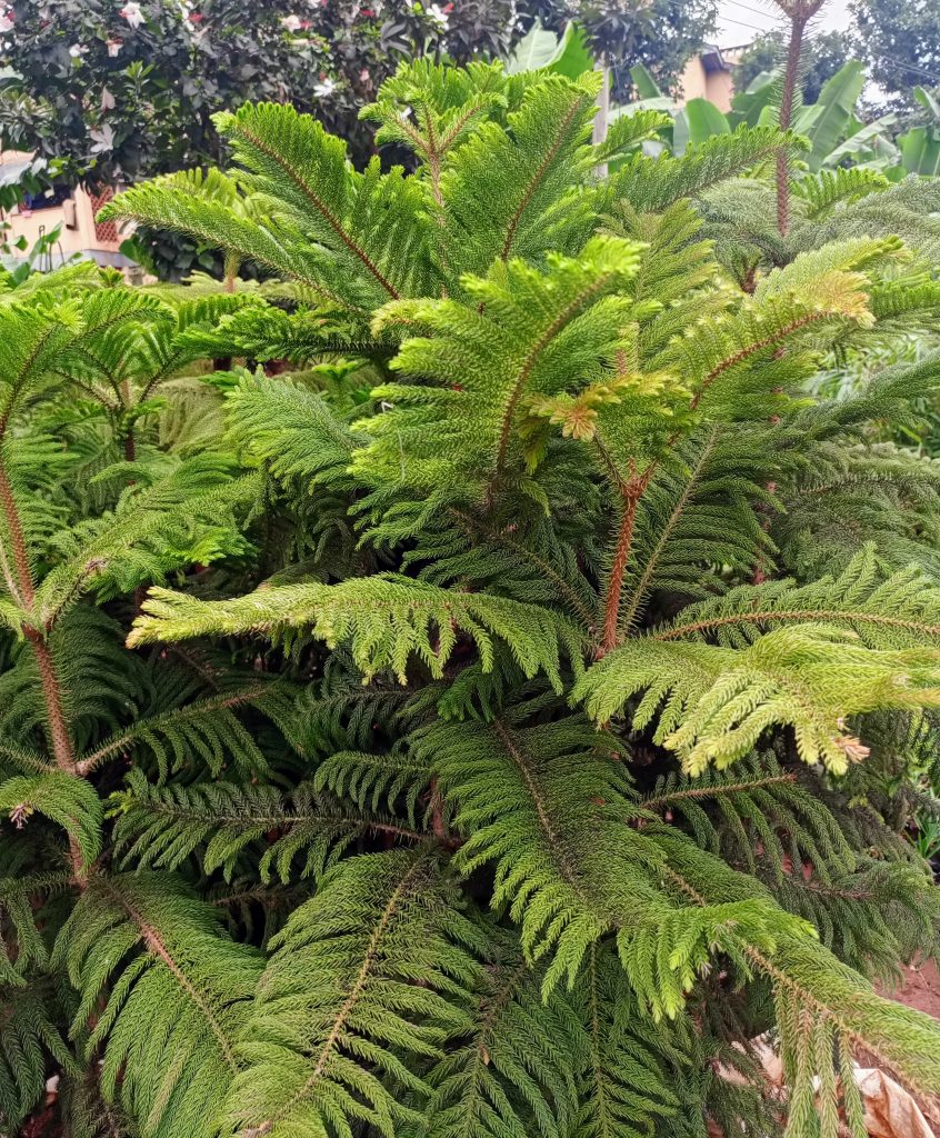 A Norfolk Island pine (Araucaria heterophylla) displaying its characteristic tiered branches covered in bright green, scale-like needles.