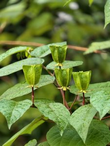 Close-up of green roselle calyces and seed pods covered with raindrops, arranged along reddish stems and surrounded by lobed leaves.
