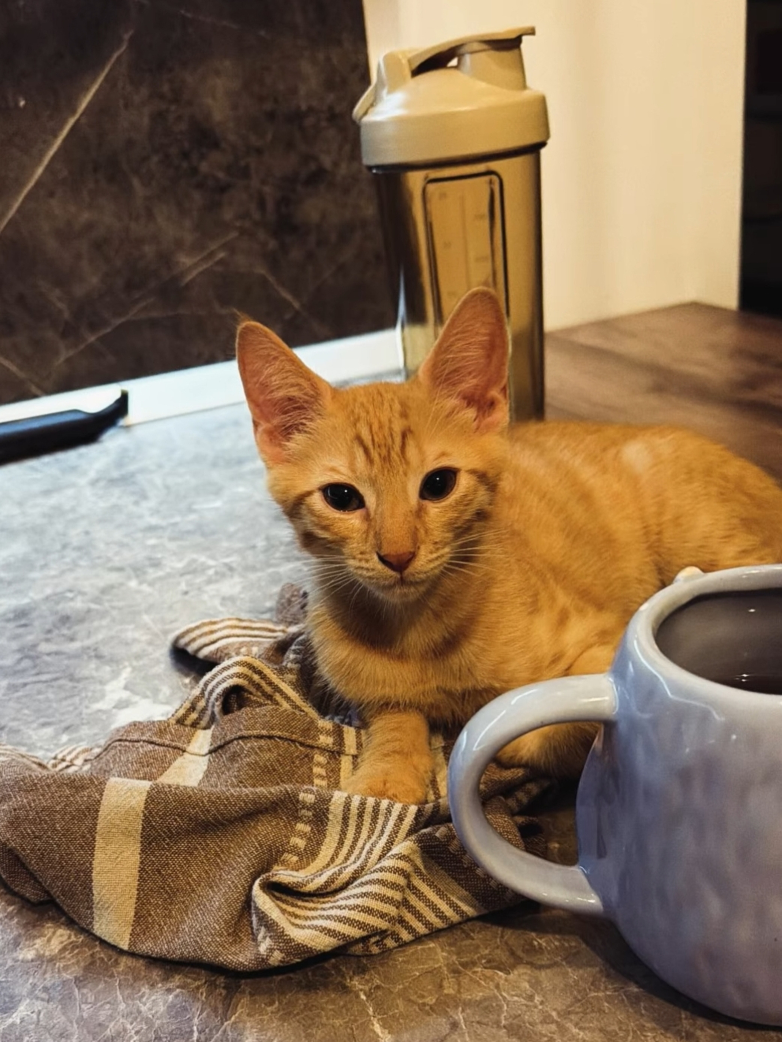 A small ginger kitten lies on a brown, striped cloth on a kitchen countertop.