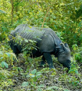 A one-horned Indian rhinoceros (Rhinoceros unicornis) grazing in dense green forest undergrowth at Chitwan National Park, Nepal. 
