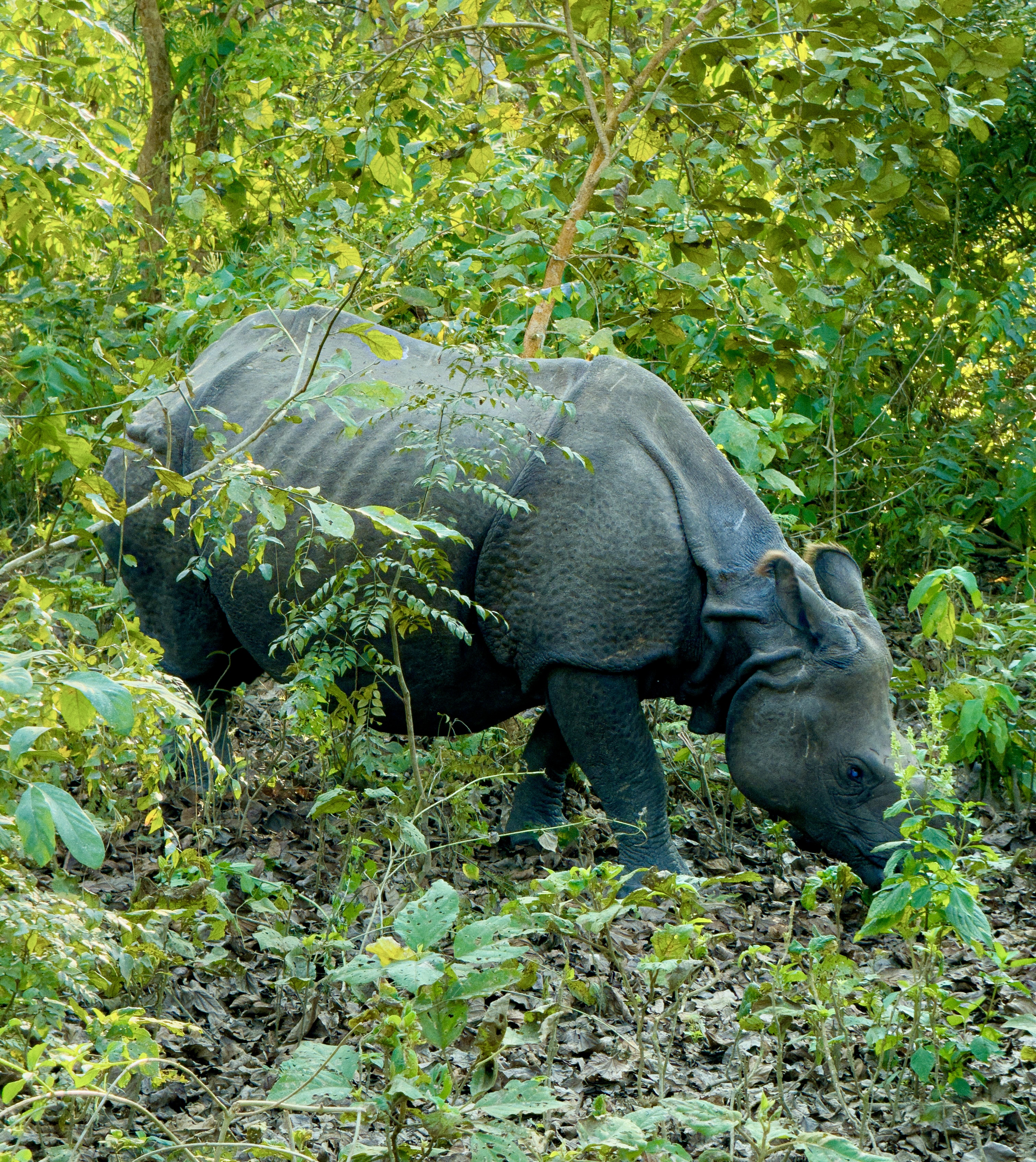A one-horned Indian rhinoceros (Rhinoceros unicornis) grazing in dense green forest undergrowth at Chitwan National Park, Nepal.