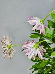Three African daisies with white and purple striped petals are photographed from behind, creating a unique perspective against a soft gray background. Bright green leaves surround the slender stems, adding contrast and freshness to the scene. Captured in Zurich, Switzerland. 
