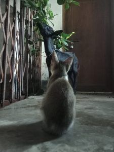 A domestic cat looking at a goat eating jackfruit leaves at Bhola, Bangladesh 
