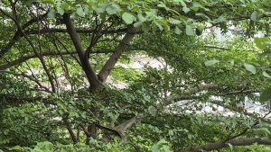 A dense, vibrant green canopy of glossy leaves and interwoven branches. Hints of a building structure are subtly visible through the lush foliage in the background, blending nature with an urban setting.