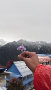 A hand in a red raincoat delicately holds a tiny purple wildflower against fresh snow-dusted mountain peaks and colorful rooftops