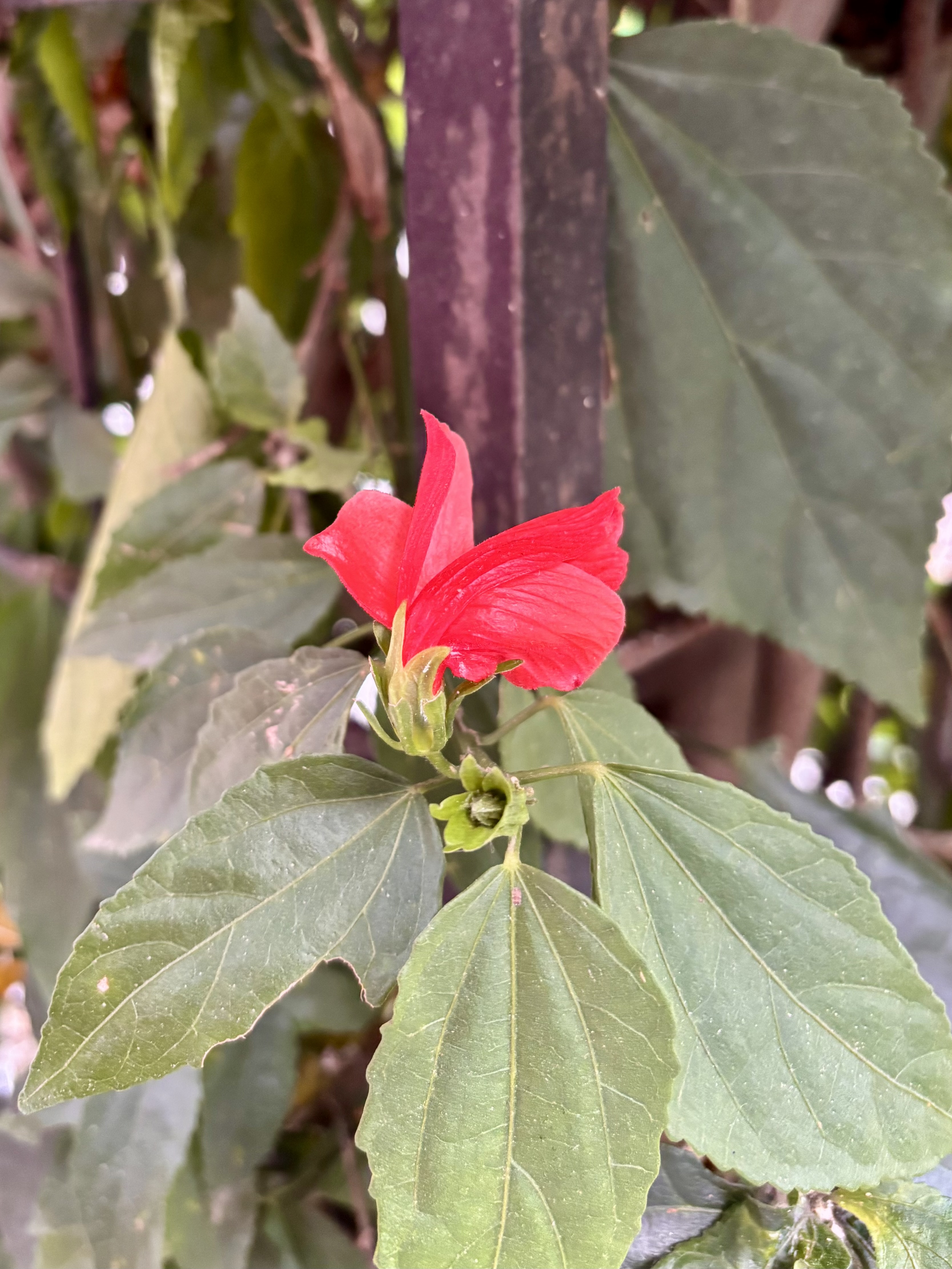 A single red hibiscus flower just beginning to open, with broad dark green leaves, against a weathered wooden fence.