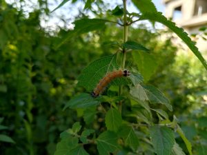 Fuzzy orange caterpillar with black spots crawling across a small green leaf in a sunlit garden. 