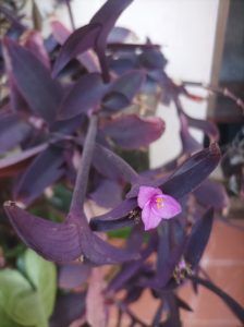 Purple heart plant with vivid purple leaves and small pink flower in focus, set against a blurred, neutral background
