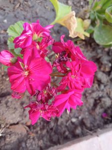 A flower at Kathmandu, Nepal 
