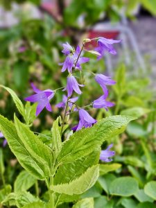 A clear close-up captures a beautiful creeping bellflower stem with delicate purple, bell-shaped flowers in full bloom. The vibrant blossoms stand out against bright green serrated leaves and a softly blurred background of lush foliage. Taken in Zurich, Canton of Zurich, Switzerland.