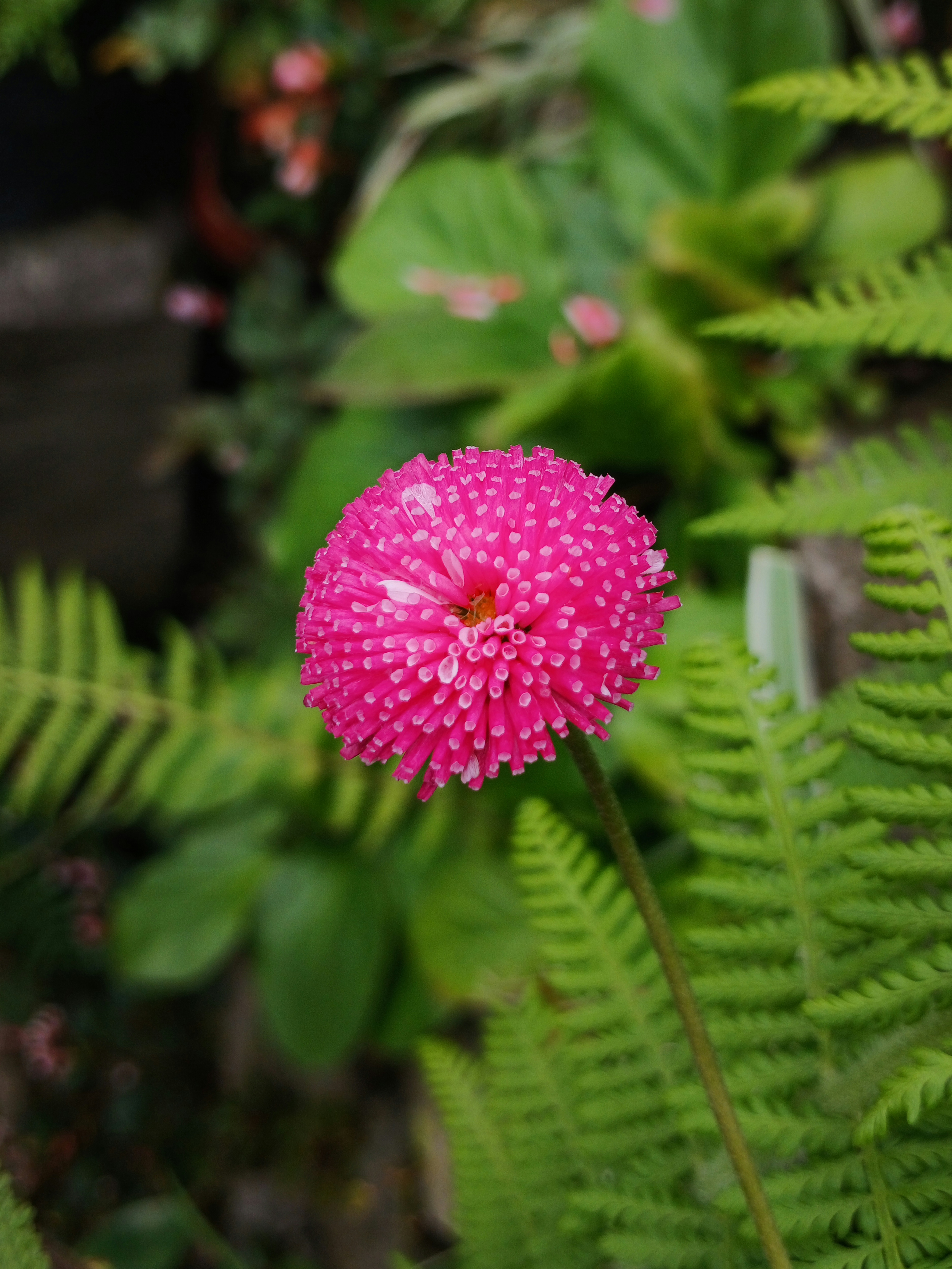 Bright pink English daisy flower blooming alongside green fern leaves.