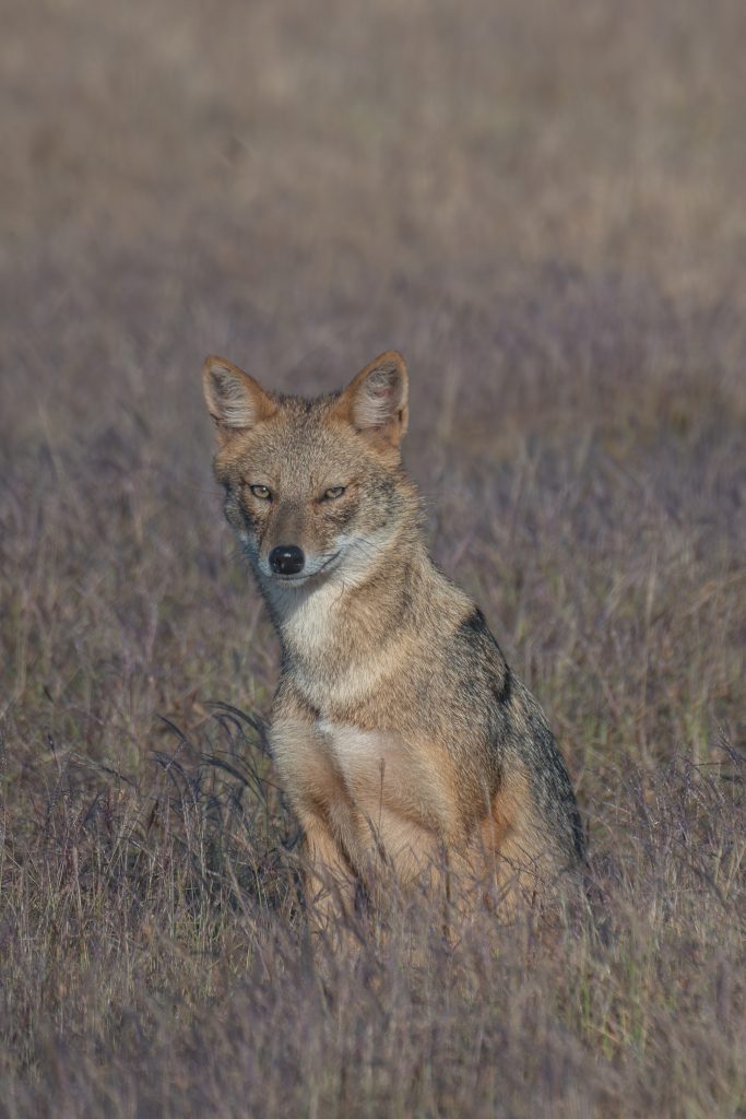 Golden Jackal sits upright in a field of tall, purple grass. The animal has pointed ears and a sharp, confident gaze. Its fur is mixed with darker and lighter shades, blending with the natural surroundings. The background features a soft, muted landscape, creating a tranquil atmosphere.