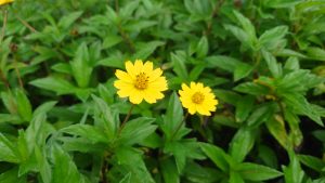Two vibrant yellow daisies bloom amid lush green leaves, conveying a sense of freshness and vitality. 

