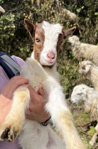 Person holding a cute baby goat with a brown and white face