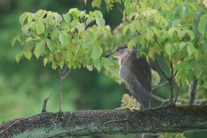 A night heron perched on a weathered, moss-covered branch amidst lush greenery. 