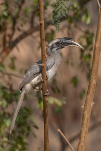 A Grey Hornbill bird perched on a slender brown branch, surrounded by green leaves. The bird has a sleek gray body with a longer tail. Its head is distinctive, featuring a prominent curved bill that is mostly white with a black tip, and striking red eyes. The background is softly blurred, suggesting a natural environment. 