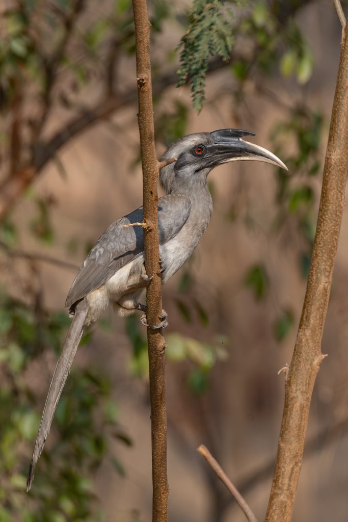 A Grey Hornbill bird perched on a slender brown branch, surrounded by green leaves. The bird has a sleek gray body with a longer tail. Its head is distinctive, featuring a prominent curved bill that is mostly white with a black tip, and striking red eyes. The background is softly blurred, suggesting a natural environment.