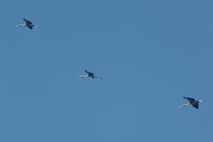 Three large Painted Stork birds are soaring in a clear blue sky. They have long legs and necks, with their wings spread wide as they glide gracefully through the air. The birds are primarily black and white, with noticeable orange beaks, creating a striking contrast against the bright background. 