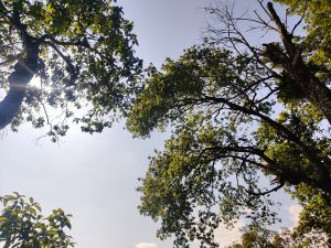Sunlight filtering through tall forest tree canopies against a pale blue sky 