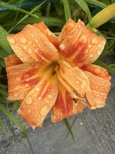 Close-up of a vibrant orange daylily (Hemerocallis) covered in glistening rainwater droplets on its petals after rainfall, Nepal. 
