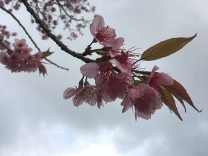 A close-up view of a flowering branch covered with delicate pink blossoms and fresh green leaves. The layered petals and slender stamens stand out beautifully against a cloudy sky, creating a serene and refreshing springtime scene.
