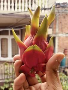  A close-up of a person holding a dragon fruit, displaying its striking red and green exterior against a neutral background.