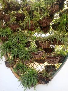 Multiple spider plants growing in woven hanging baskets on a metal frame.

