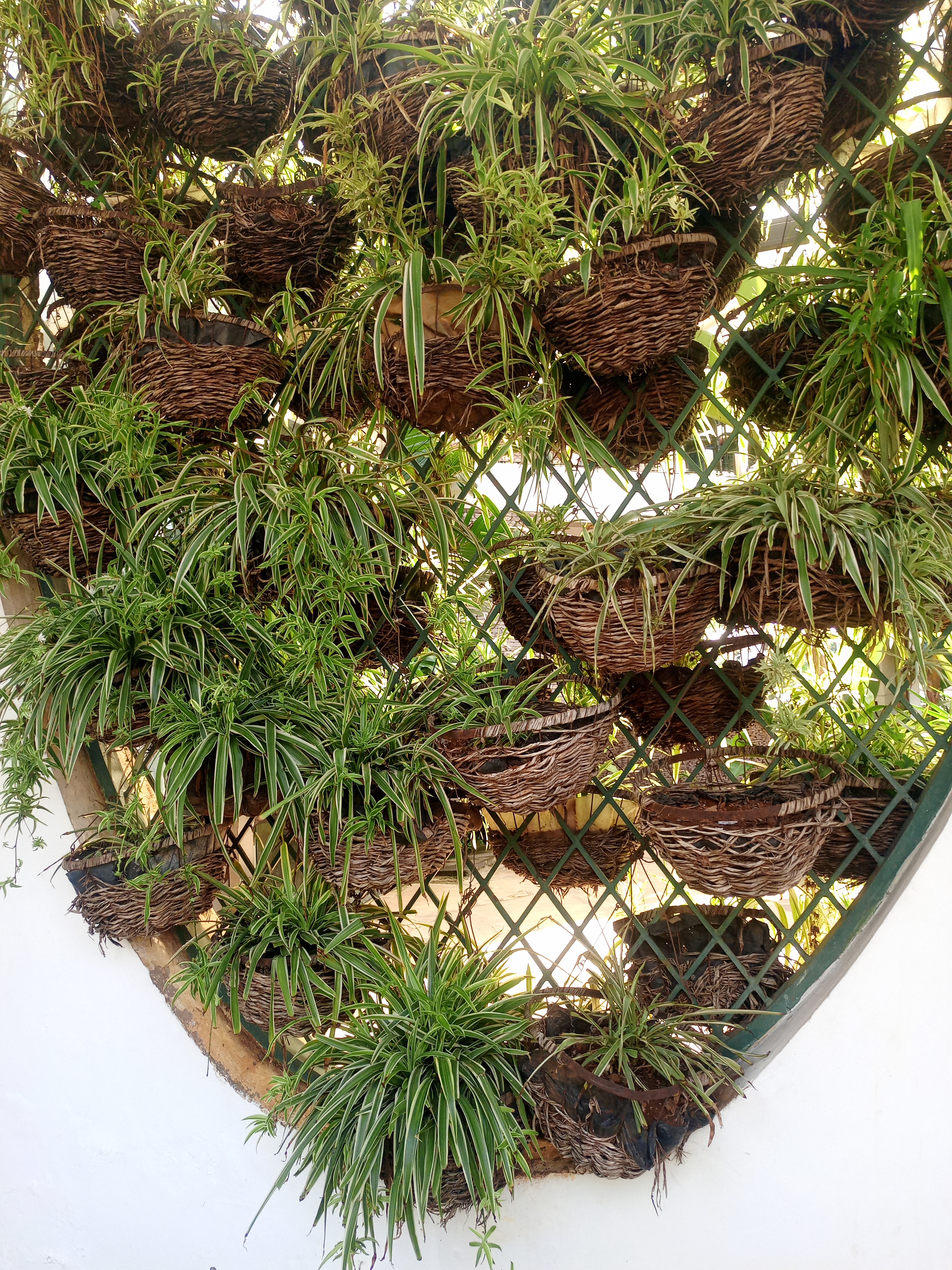 Multiple spider plants growing in woven hanging baskets on a metal frame.
