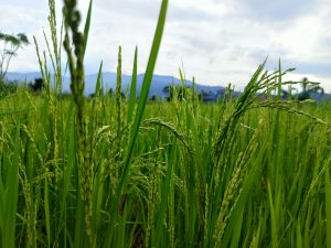 Rice panicles heavy with forming grains bending gracefully in a lush green paddy field with blue hills in the distance. 