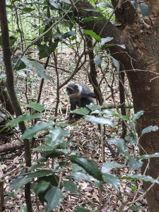 This photograph captures a vervet monkey resting among the trees and undergrowth of Oloolua Forest in Nairobi, Kenya. Known for their distinctive black faces framed by light fur and their agility, vervet monkeys are among the most recognizable primates in East Africa. Photo taken during WordPress Nairobi Meetup, May 2026.