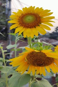 Two sunflowers on separate stems, one upright with bright yellow petals and the other drooping, surrounded by green leaves against a blurred city background.
