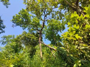 Looking up through dense tropical forest canopy at a tall tree against a clear blue sky 
