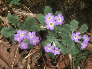 Beautiful blue flower along a peaceful trekking trail in the jungles of Nepal. 
