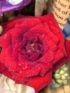 Detailed macro photograph of a red rose showcasing its layered petals and tiny water droplets. Roses symbolize love, beauty, and affection, making them one of the world’s most beloved flowers.

