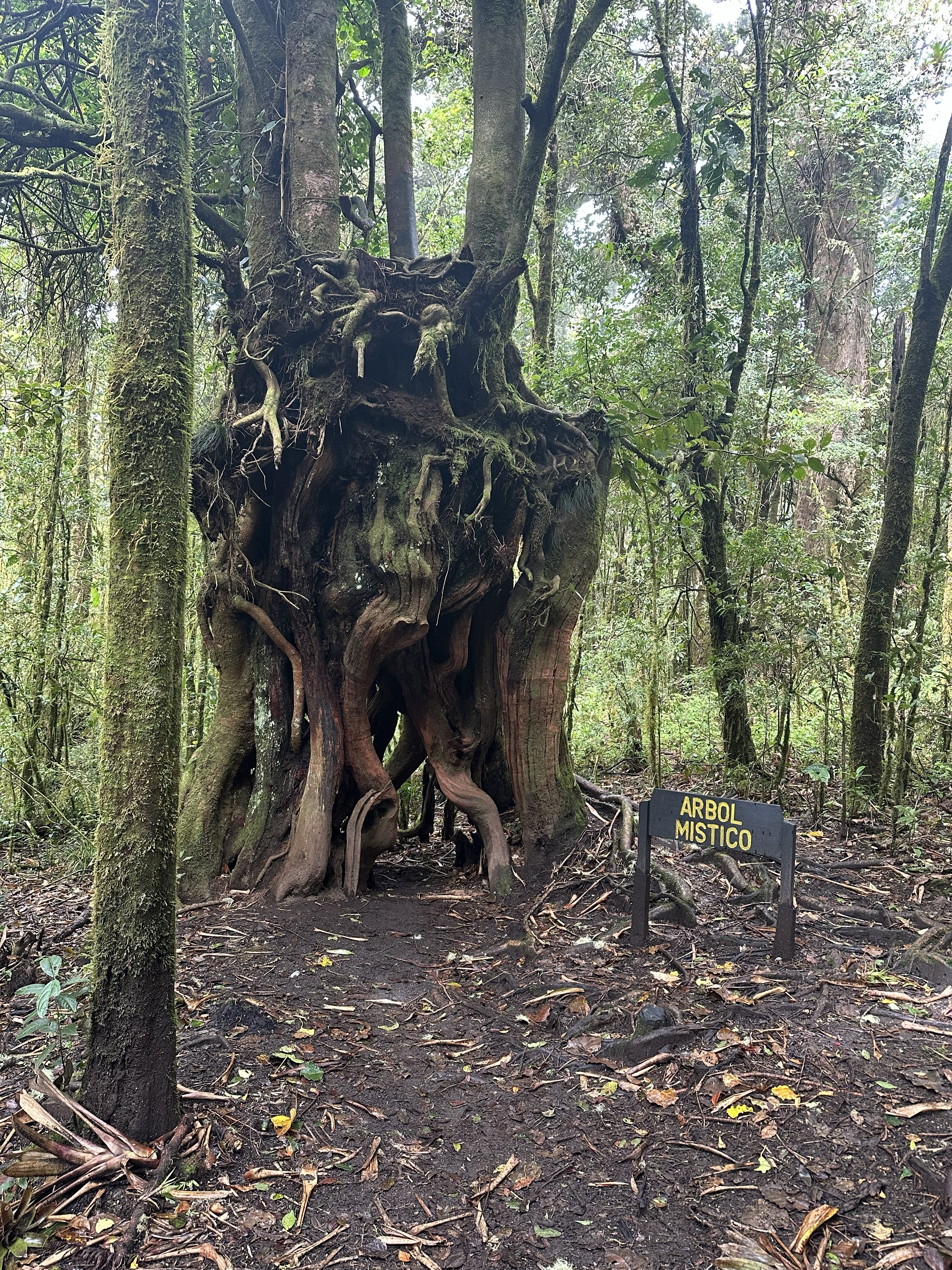 This majestic tree is known by many visitors as the "Mystical Tree" because of its towering size, twisted branches, and moss-covered trunk. Surrounded by the cloud forest of Barva Volcano, it creates a magical atmosphere that captures the beauty and mystery of Costa Rica's highland forests.