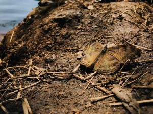 A brown butterfly rests on dry soil and twigs near the edge of a body of water.

