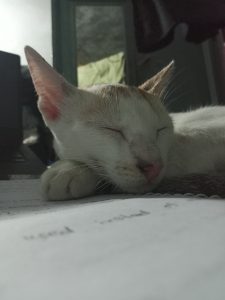 A domestic cat on the bed at Bhola, Bangladesh 