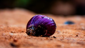 Macro shot of a vibrant purple snail shell resting on reddish-brown dirt, with a shallow depth of field blurring the background 
